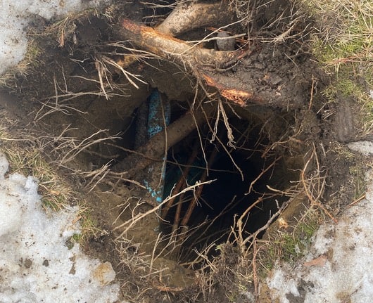 hydro excavation at tree roots